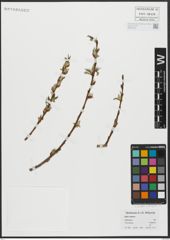Foto von Salix alba L. x Salix fragilis L.